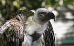 vulture african, raptor, bird