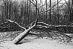 tree, fallen tree, bare tree