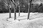 trees, bare trees, winter