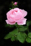 rose, stem, pale pink