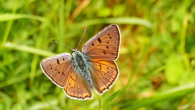 Butterfly day, insect, nature and summer — photo by krzysztofniewolny