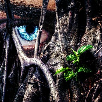 Auge, Baum, Nett