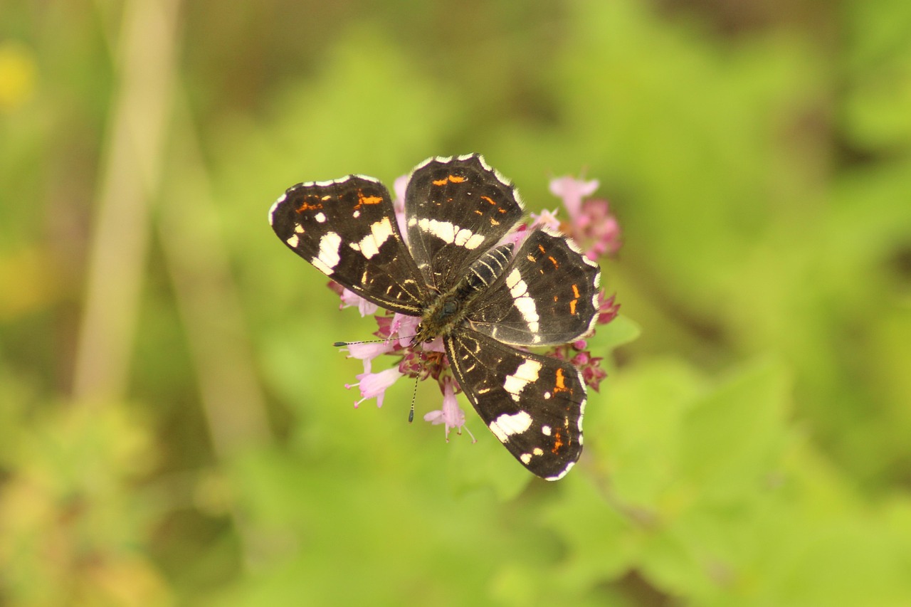 Naturaleza Insecto Animal Fauna - Foto gratis en Pixabay - Pixabay