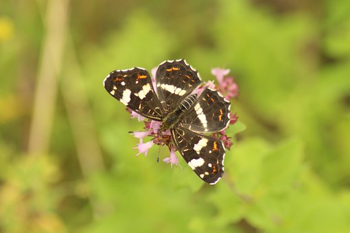 Naturaleza, Insecto, Animal