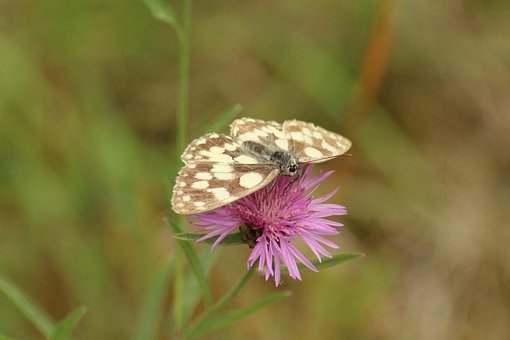 Naturaleza, Insecto, Mariposa, Planta