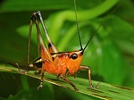 grasshopper, katydid, locust