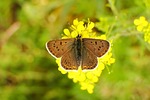 nature, butterfly day, insect