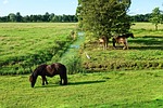 shetland pony, pony, animal