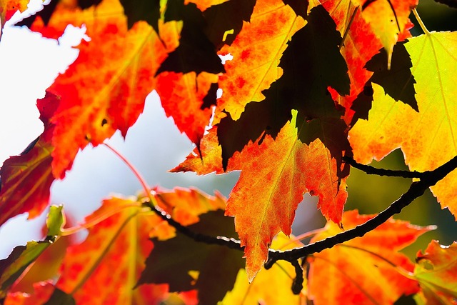 Free Leaf Fall photo and picture