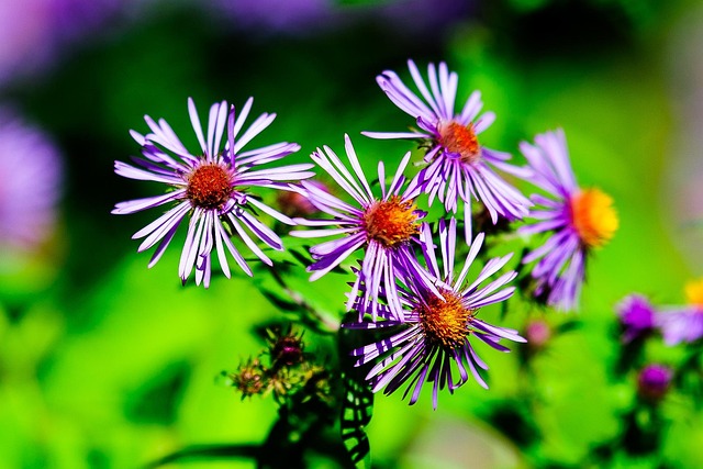 Free Nature Flora photo and picture