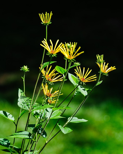 Free Flower Nature photo and picture