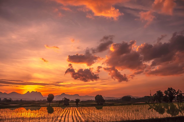Lanskape, Reisfelder, Padi, Wolke, Natur