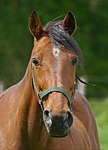 horse, portrait, pasture