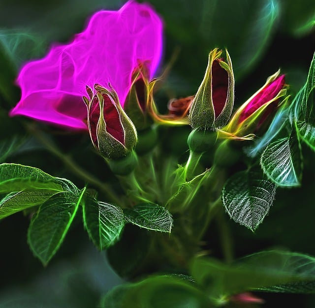 Bloem, Plant, Tuin, Natuur, Bloeiend