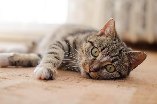 Free Cat Kitten photo and picture
