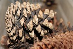 pine cone, nature, conifers