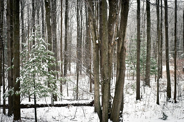 Free Wood Tree photo and picture