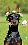 doberman, dog, rose