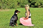 doberman, dog, rose