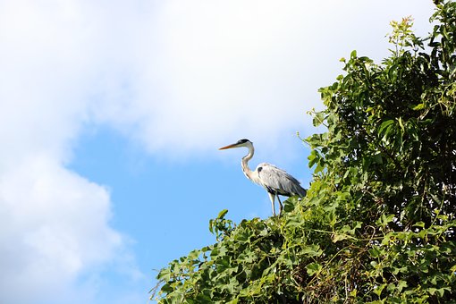 Natur, Vogel, Tierwelt, Himmel, Sommer