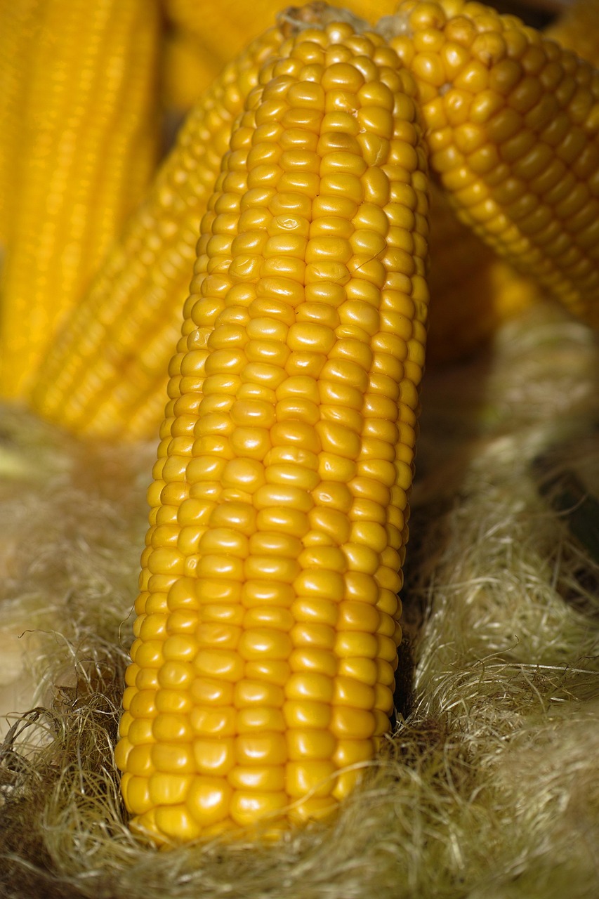 Corn Cobs Sweetcorn Baked - Free photo on Pixabay - Pixabay