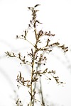 flower, dried up, branch