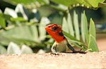 nature, animals, birds