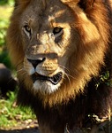 lion, predator, wild animal