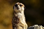 meerkat, animal, nature