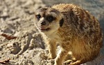 meerkat, cute, curious