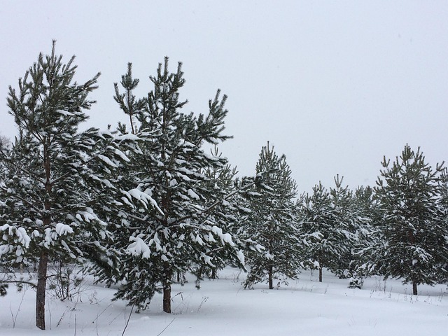 Free Snow Winter photo and picture