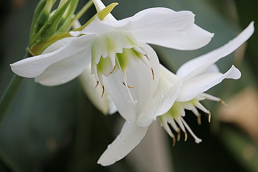 Free Flower Nature photo and picture