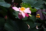 lotus, flower, throat