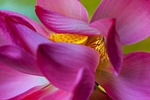 lotus flowers, flower, nice