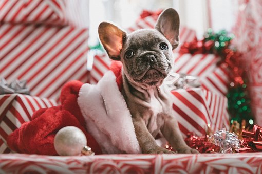 Navidad, Celebración, Regalos