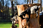 goat, livestock, billy goat