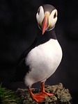bird, nature, wildlife