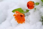 leaf, nature, flower