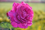 flower, rose, plant