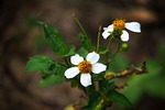 nature, flower, leaf