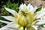 nature, flower, plant