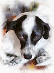 canis lupus familiaris, canidae, pet