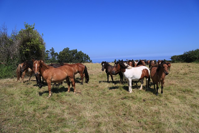 Free Farm Henar photo and picture