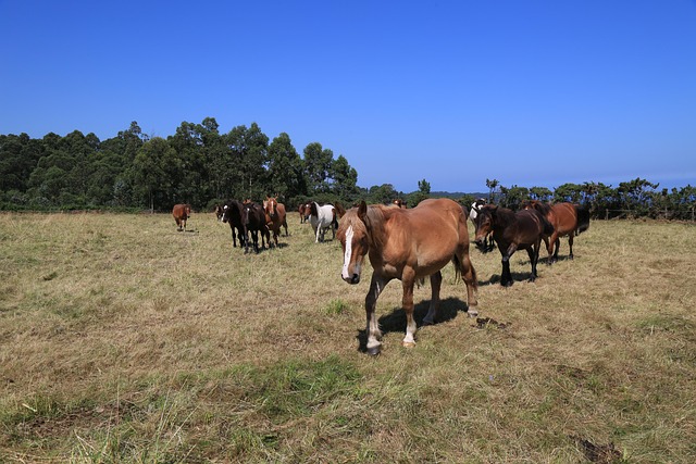 Free Henar Farm photo and picture