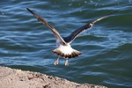birds, body of water, nature