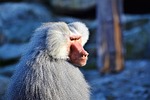 baboon, monkey, primate