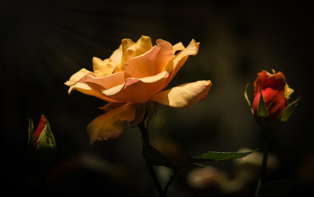 Free Flower Nature photo and picture