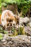 nature, animal, mammal