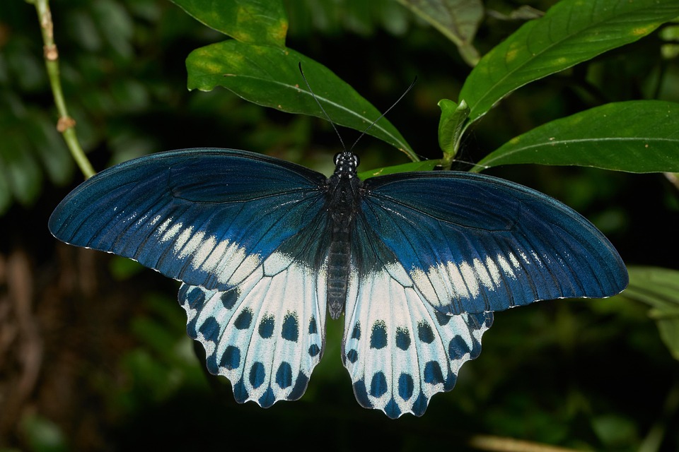 butterfly-nature-wing-free-photo-on-pixabay-pixabay
