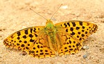 butterfly day, insect, nature
